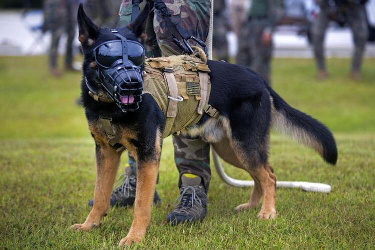 Military Working Dog Petition